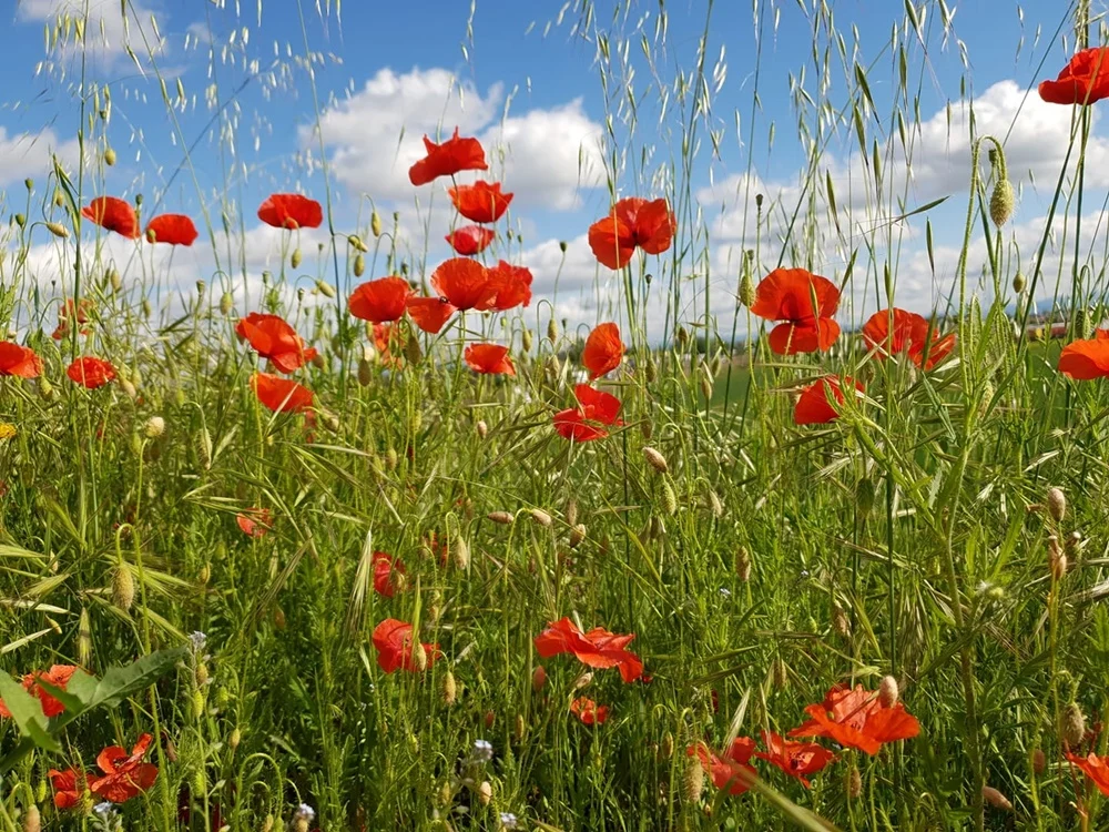 Wiosna na dobre zadomowiła się w Rudzie Śląskiej. Zobaczcie zdjęcia!