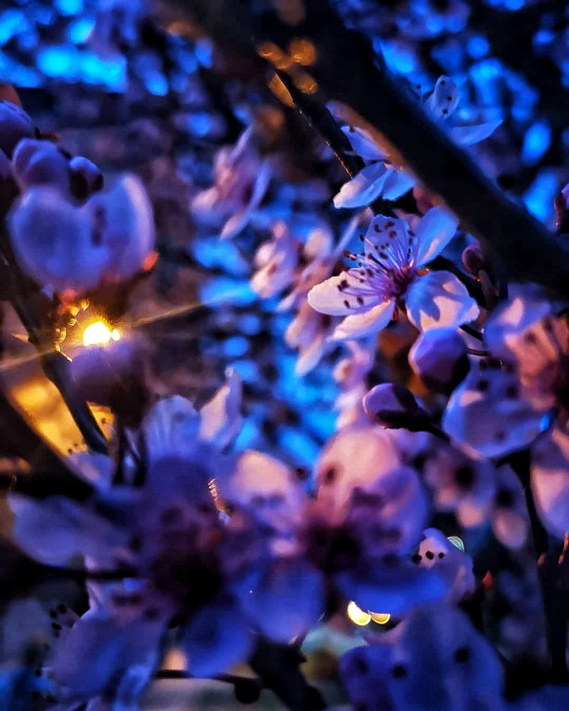 Wiosna na dobre zadomowiła się w Rudzie Śląskiej. Zobaczcie zdjęcia!