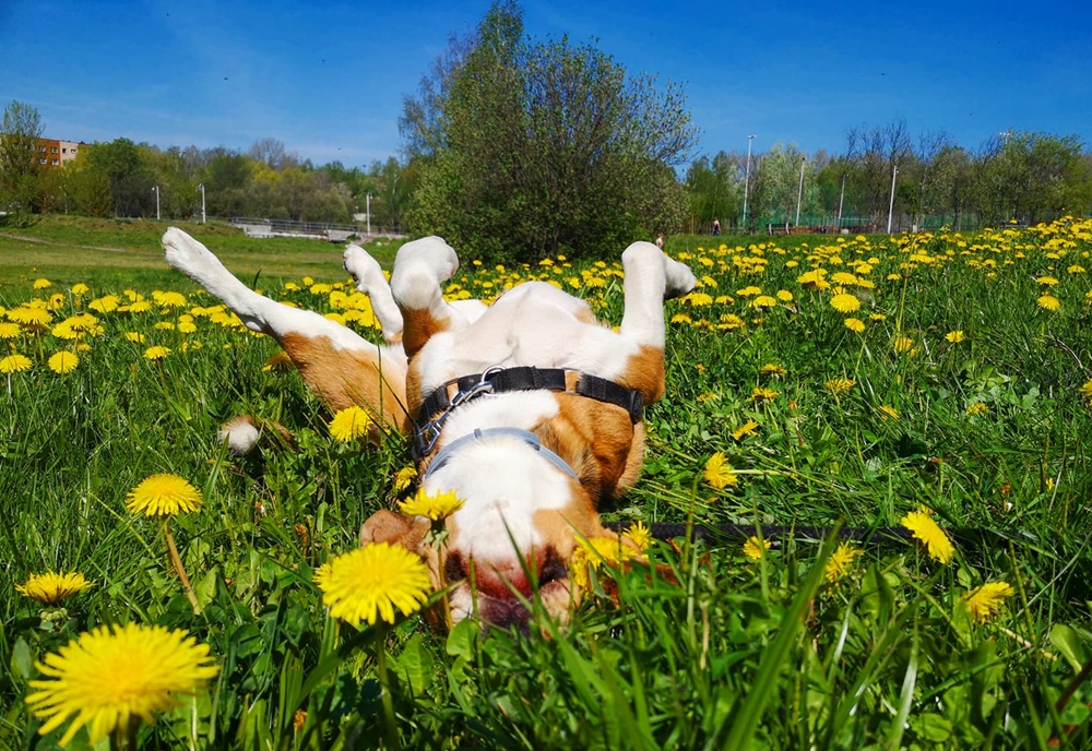 Wiosna na dobre zadomowiła się w Rudzie Śląskiej. Zobaczcie zdjęcia!