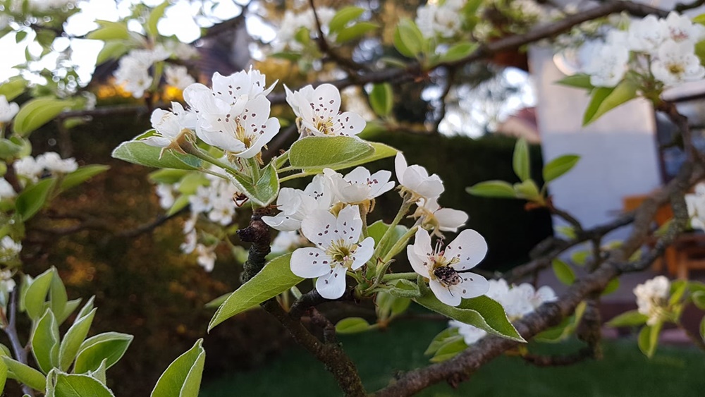 Wiosna na dobre zadomowiła się w Rudzie Śląskiej. Zobaczcie zdjęcia!