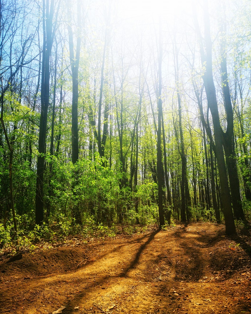 Wiosna na dobre zadomowiła się w Rudzie Śląskiej. Zobaczcie zdjęcia!