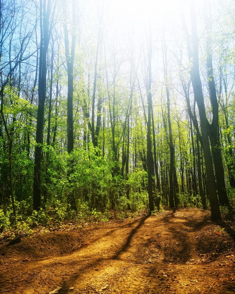 Wiosna na dobre zadomowiła się w Rudzie Śląskiej. Zobaczcie zdjęcia!
