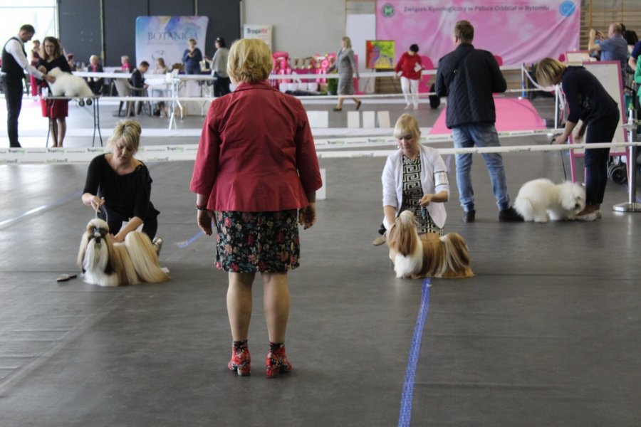Krajowa Wystawa Psów i Specjalistyczna Wystawa Pudli w Bytomiu