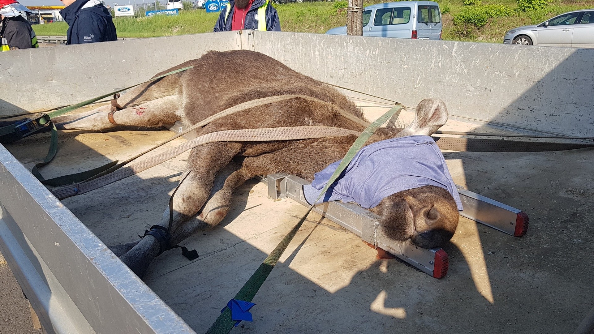 Uratowany łoś na DK94