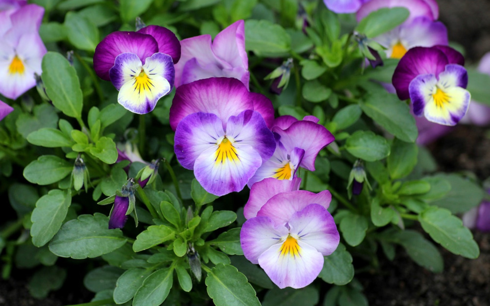 Mikołów: Miasto rozdaje kwiaty. Akcja Przygarnij Kwiatka już 22 maja