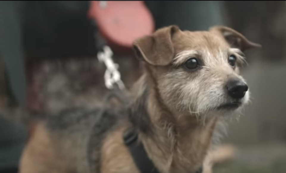 Mikołów w najnowszym klipie grupy ZOŚKA