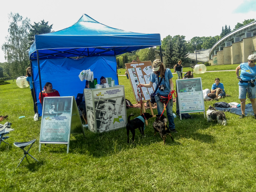 Pieseły, kotełki i fretki - Zwierzynalia 2019 w Parku Śląskim 1
