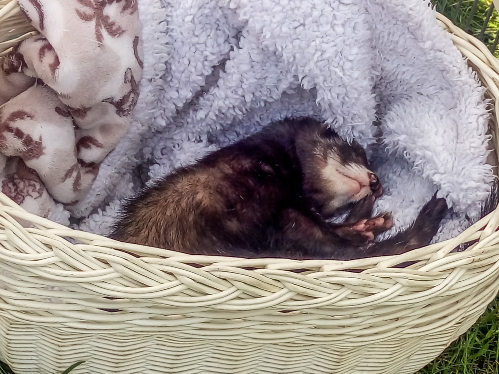 Pieseły, kotełki i fretki - Zwierzynalia 2019 w Parku Śląskim 2