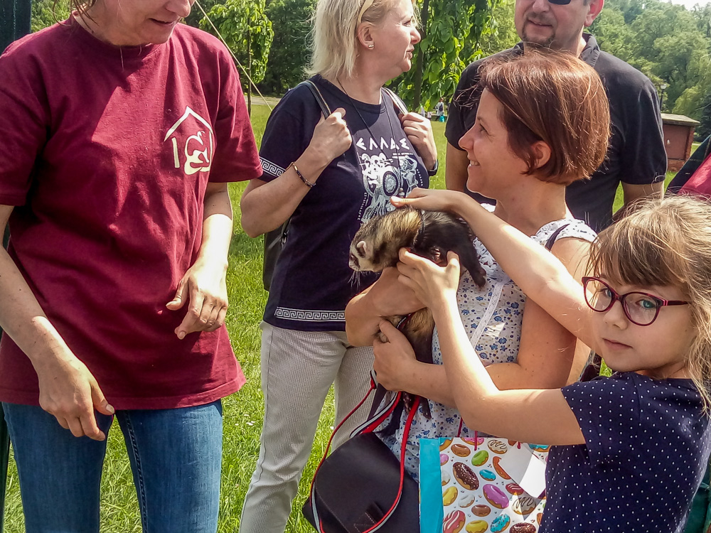 Pieseły, kotełki i fretki - Zwierzynalia 2019 w Parku Śląskim 3