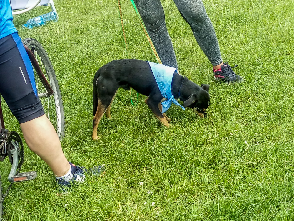 Pieseły, kotełki i fretki - Zwierzynalia 2019 w Parku Śląskim 17