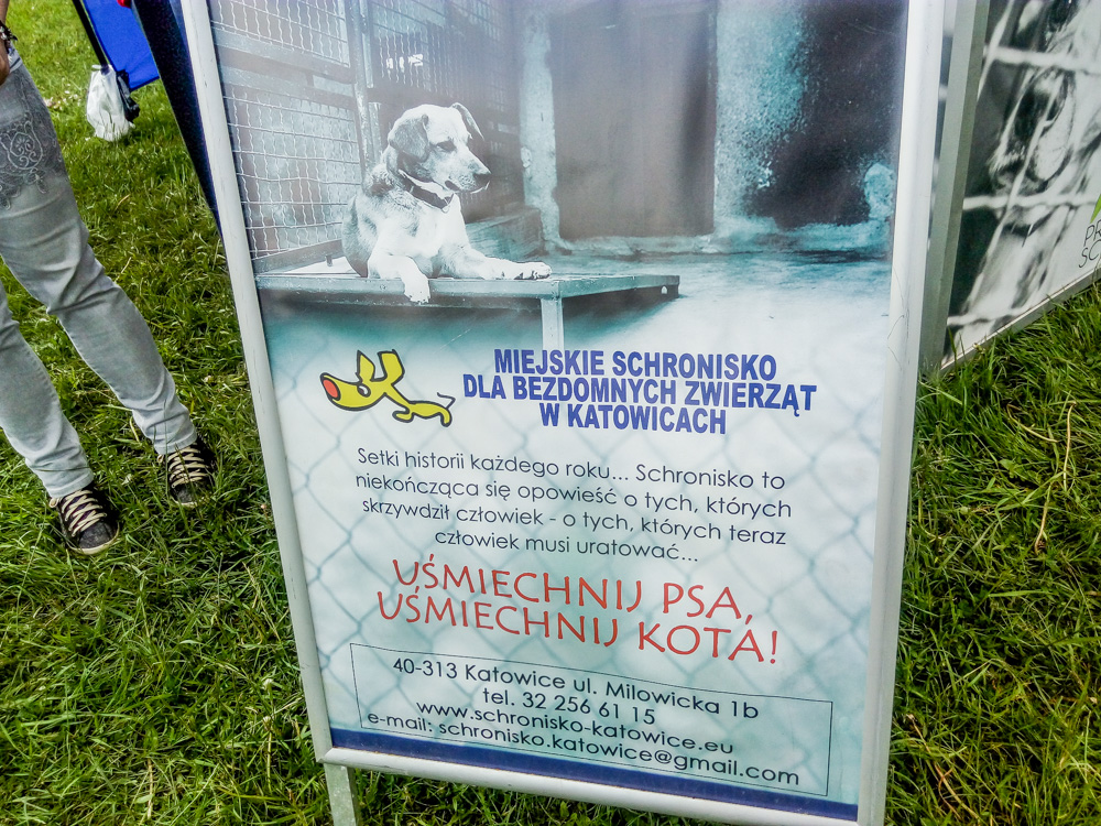 Pieseły, kotełki i fretki - Zwierzynalia 2019 w Parku Śląskim 18