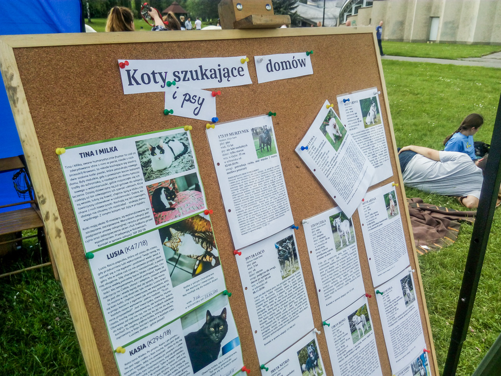 Pieseły, kotełki i fretki - Zwierzynalia 2019 w Parku Śląskim 19