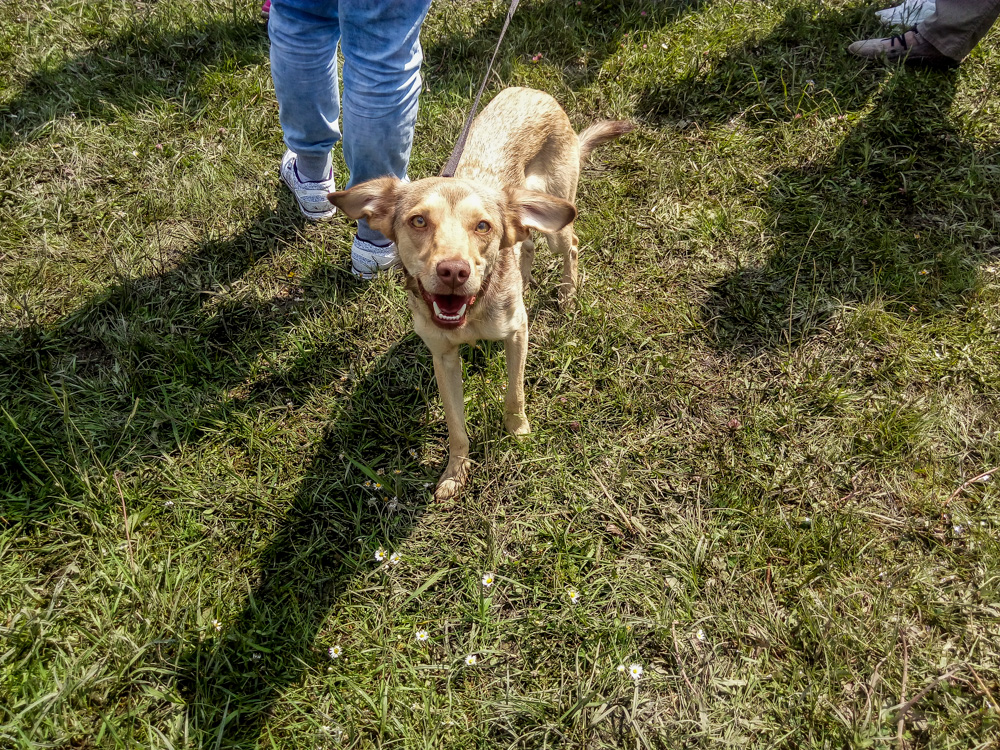 Pieseły, kotełki i fretki - Zwierzynalia 2019 w Parku Śląskim 20