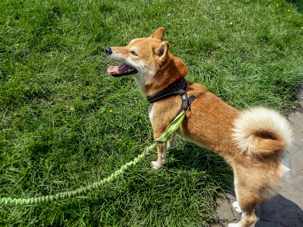 Pieseły, kotełki i fretki - Zwierzynalia 2019 w Parku Śląskim 25