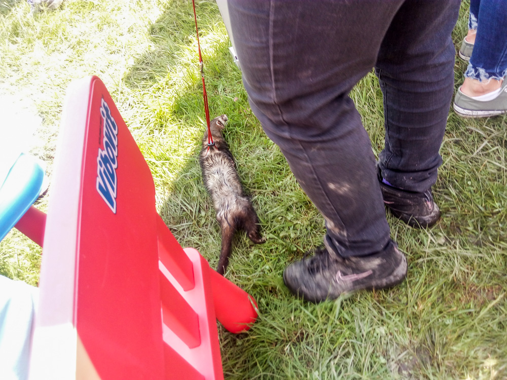 Pieseły, kotełki i fretki - Zwierzynalia 2019 w Parku Śląskim 26