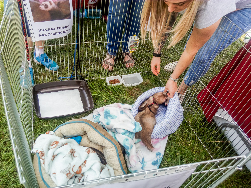 Pieseły, kotełki i fretki - Zwierzynalia 2019 w Parku Śląskim 27