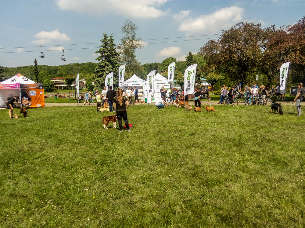 Pieseły, kotełki i fretki - Zwierzynalia 2019 w Parku Śląskim 28