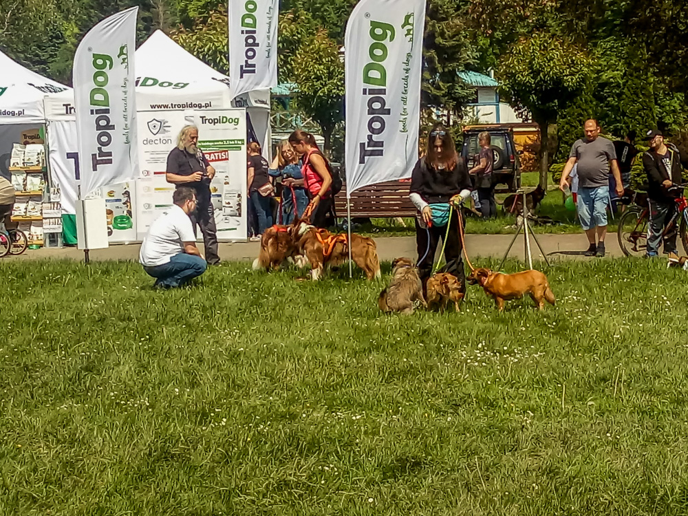 Pieseły, kotełki i fretki - Zwierzynalia 2019 w Parku Śląskim 29