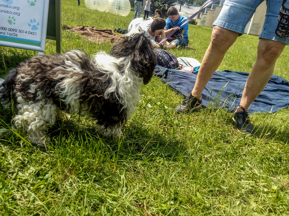 Pieseły, kotełki i fretki - Zwierzynalia 2019 w Parku Śląskim 30