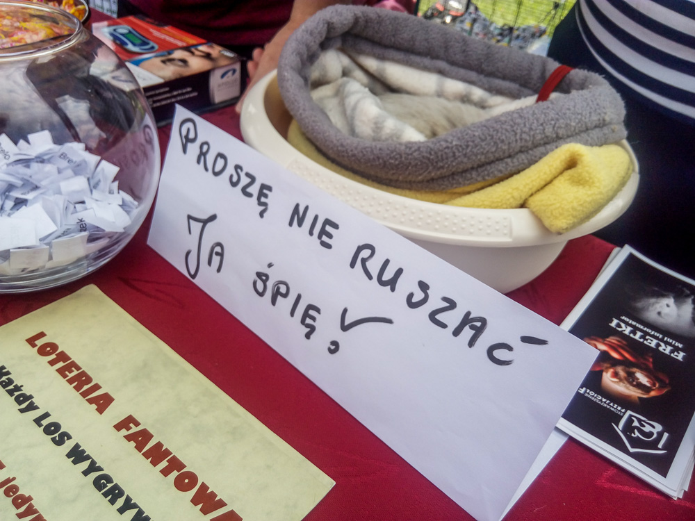 Pieseły, kotełki i fretki - Zwierzynalia 2019 w Parku Śląskim 34