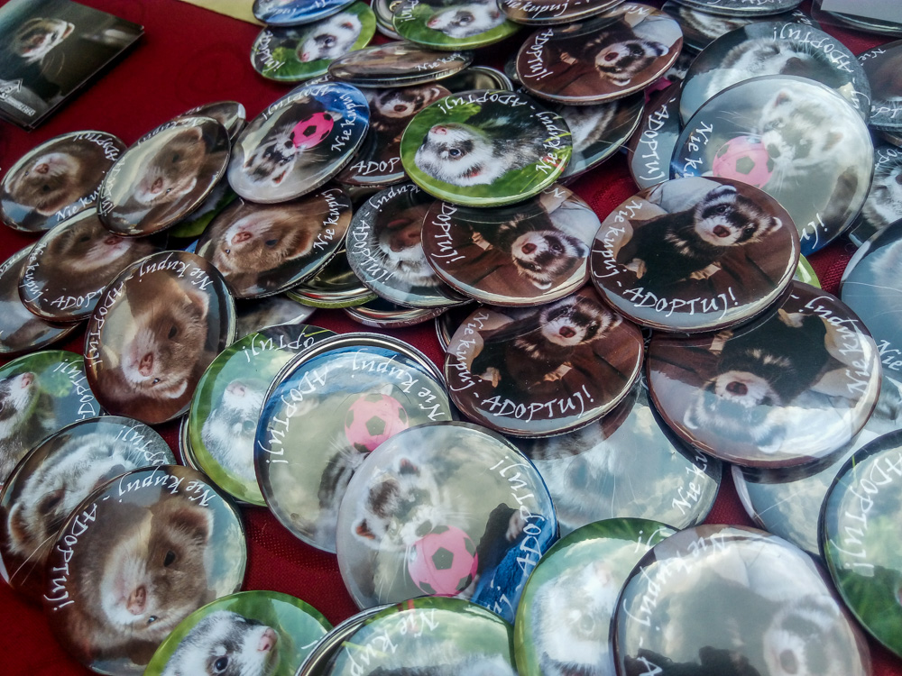 Pieseły, kotełki i fretki - Zwierzynalia 2019 w Parku Śląskim 35