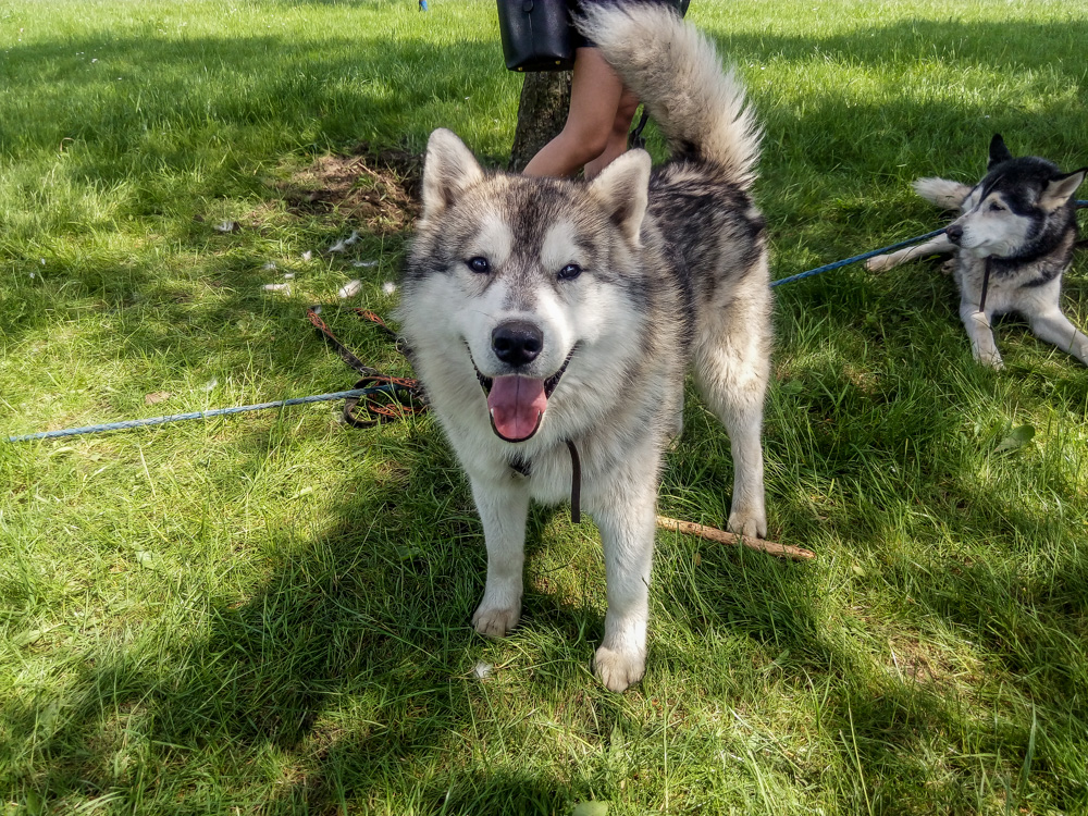 Pieseły, kotełki i fretki - Zwierzynalia 2019 w Parku Śląskim [ZDJĘCIA]