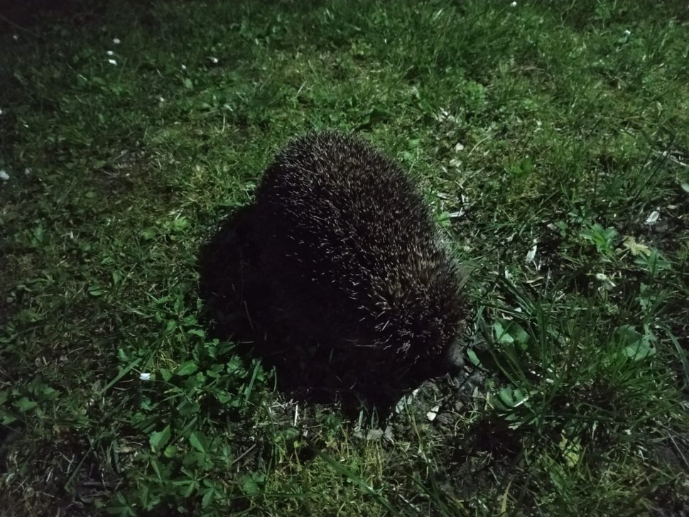 Uciekli z domu, bo...chcieli pooglądać jeże