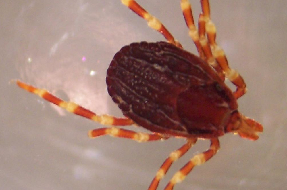 Czeka nas atak afrykańskich kleszczy? Są już w Niemczech!