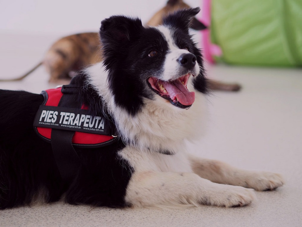 Dogoterapia w piekarskim szpitalu