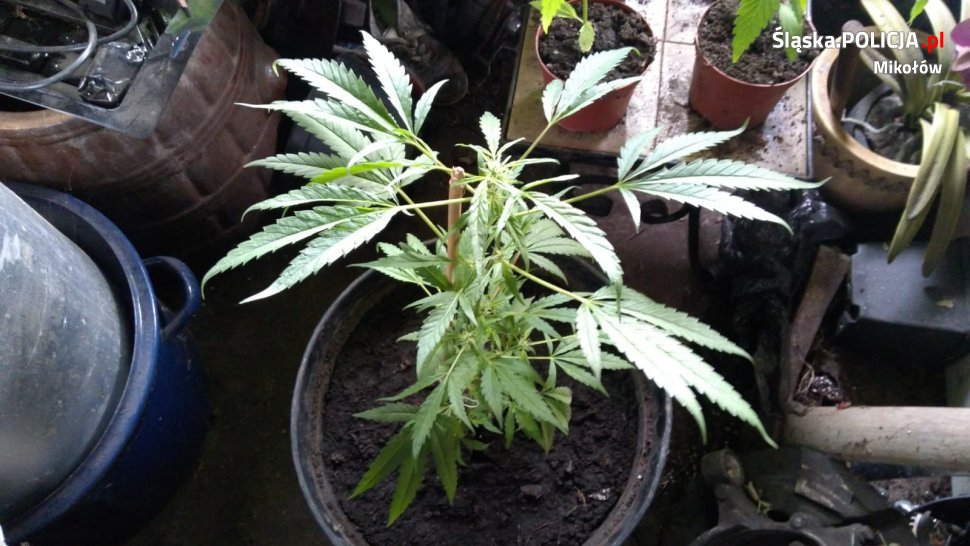 Policjanci z Orzesza zlikwidowali domową uprawę marihuany