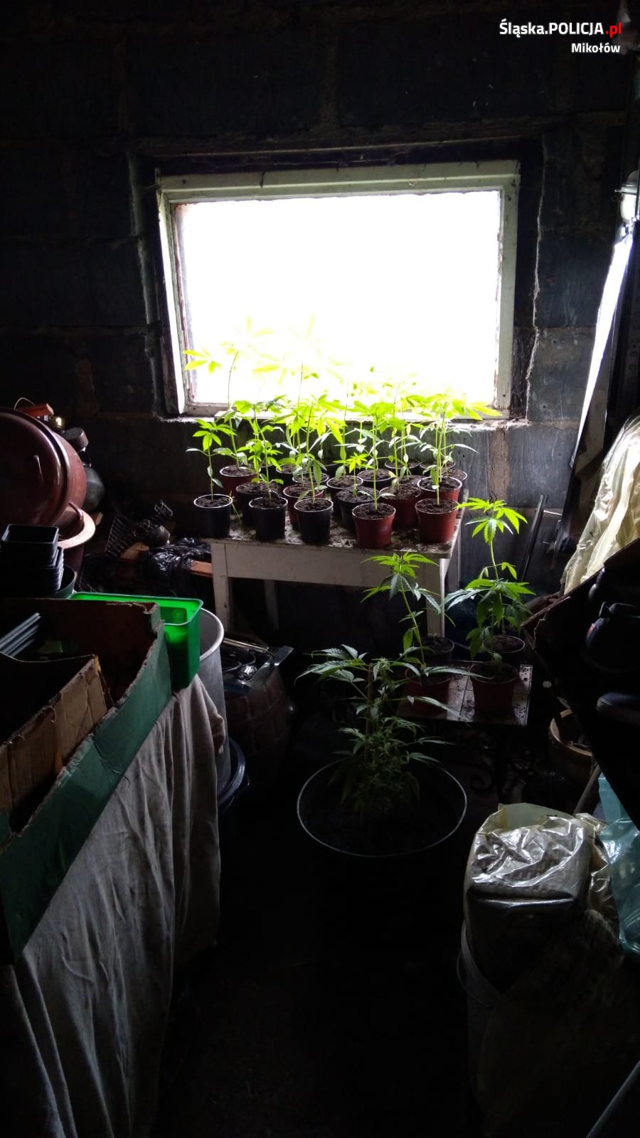 Policjanci z Orzesza zlikwidowali domową uprawę marihuany