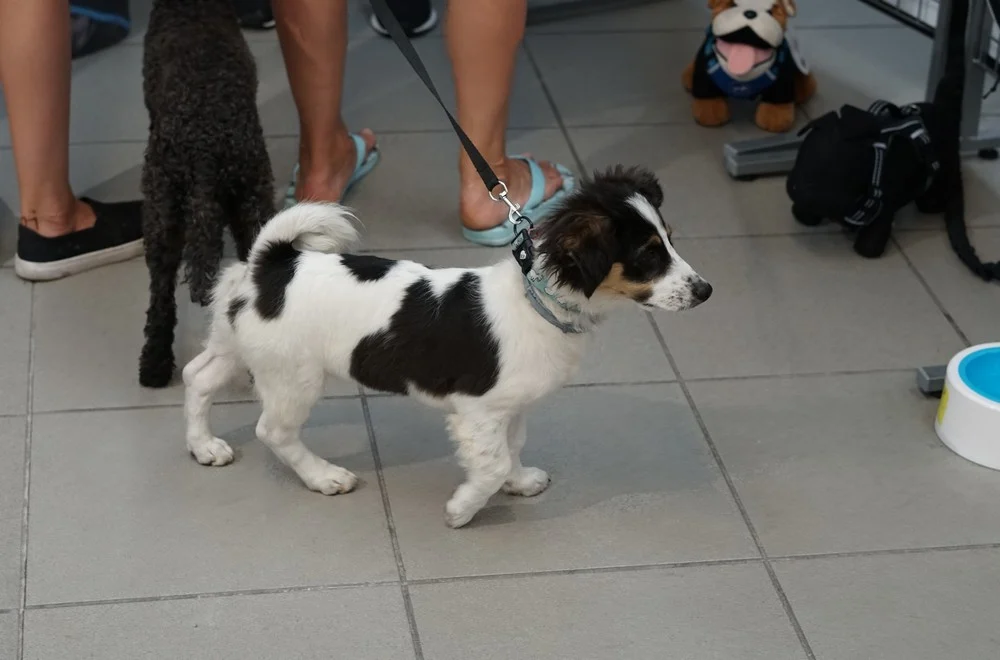 katowice_pupilove targi_maly piesek