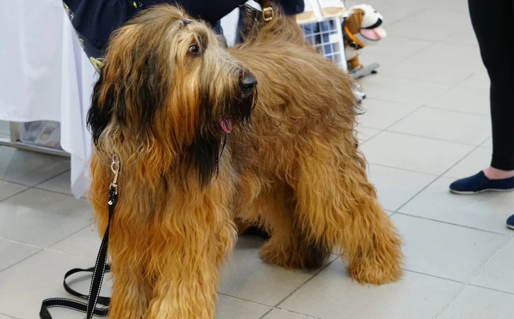 Katowice: PupiLove Targi w Galerii BWA za nami [FOTO]