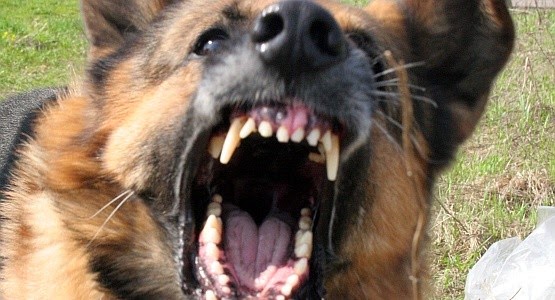 Agresywny pies zaatakował i pogryzł mieszkańca Świętochłowic