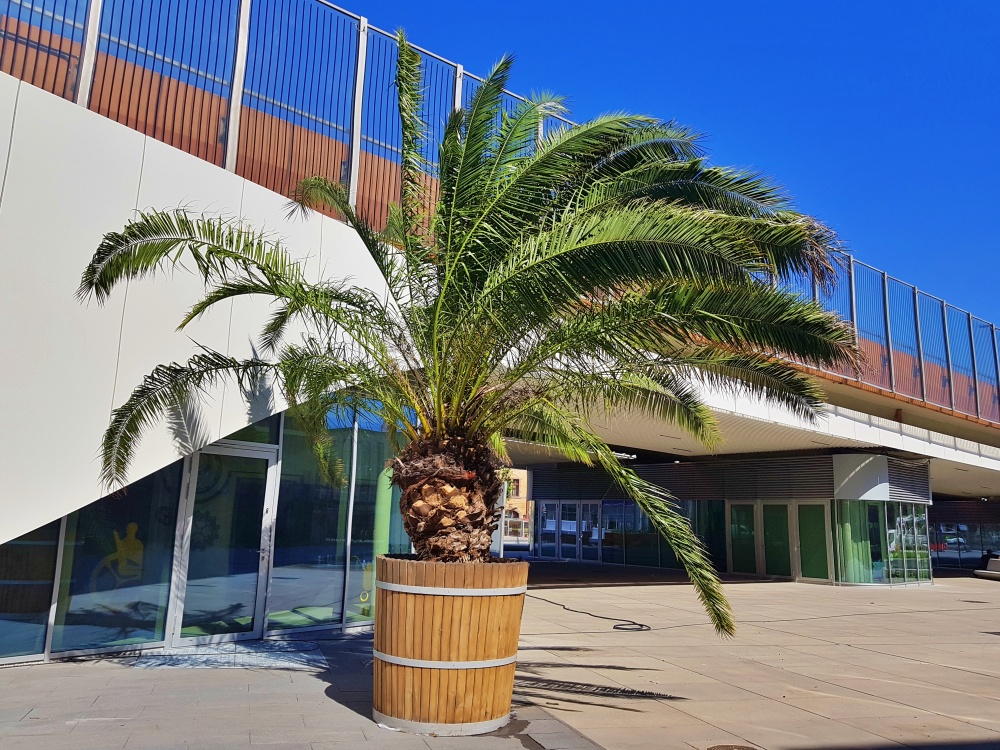 Na rynku w Chorzowie stanęła palma, jak za dawnych lat