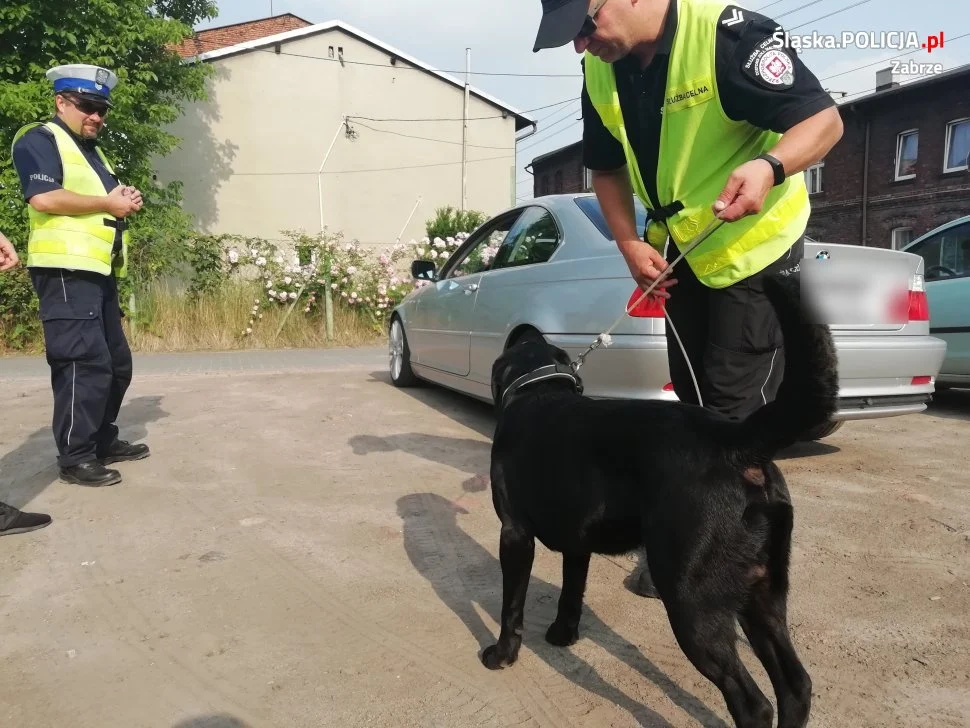 Kolejne kontrole z udziałem psa szkolonego do wyszukiwania narkotyków