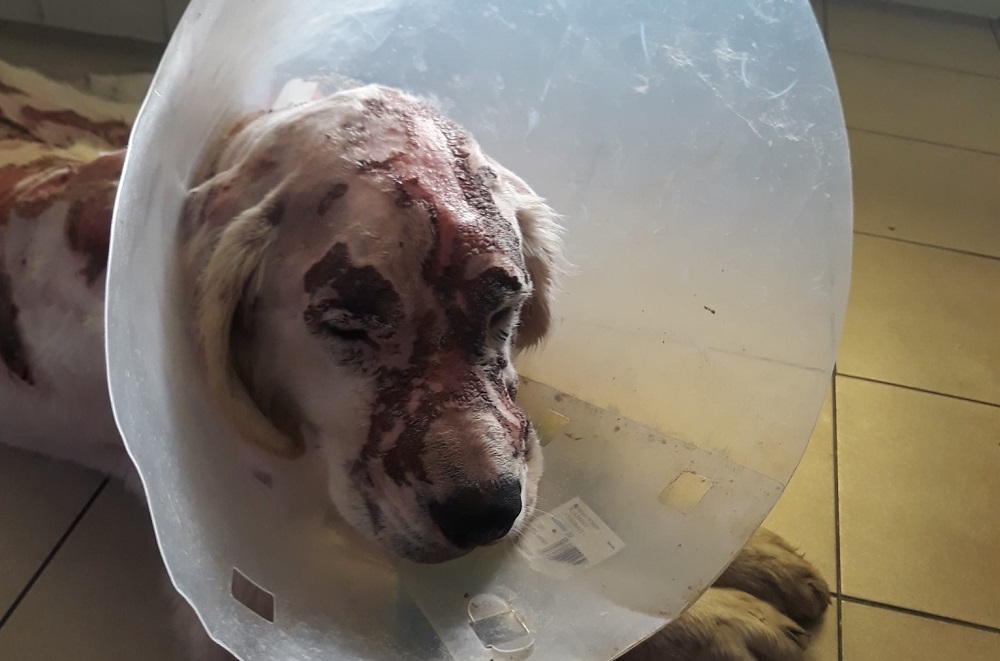 Pawełek potrzebuje pomocy! "Okrutnie cierpiał, był zjadany żywcem przez larwy i muchy"