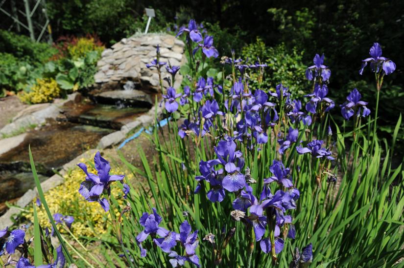 Wybieramy najpiękniejszą zieloną przestrzeń w Żorach! Weź udział w konkursie