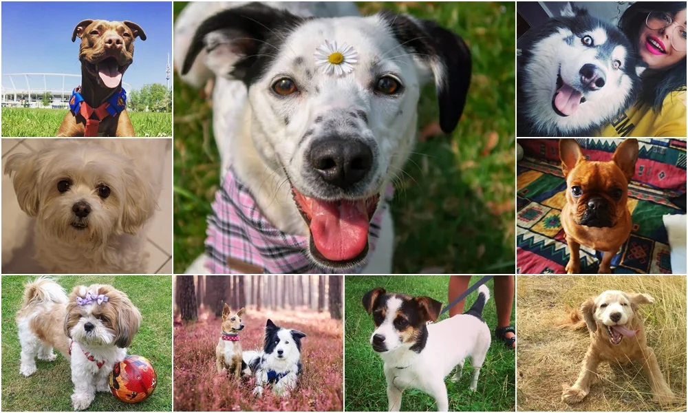 Wczoraj obchodziliśmy Międzynarodowy Dzień Psa. Oto pupile naszych Czytelników