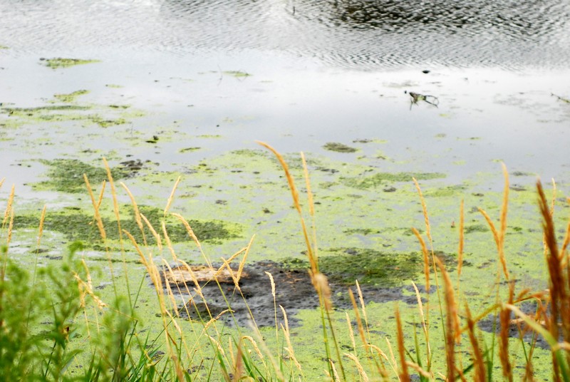 Potok Bielszowicki 10