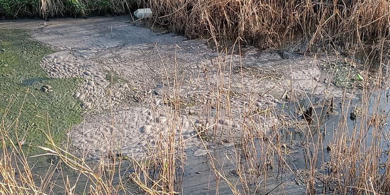 Potok Bielszowicki 12