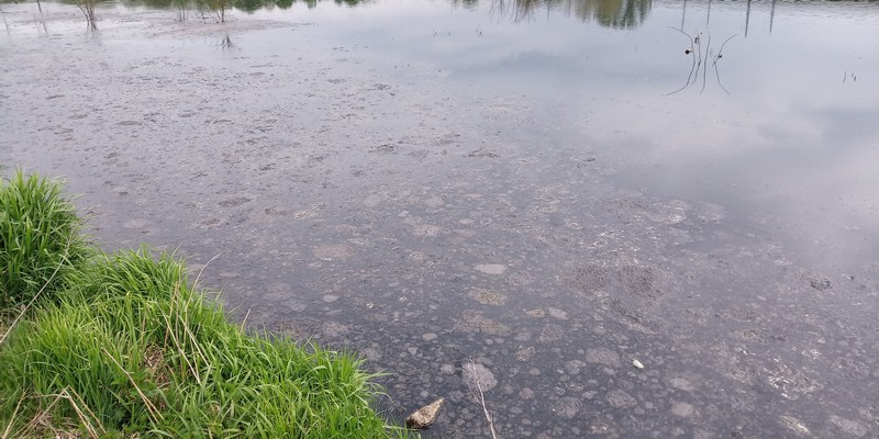 Potok Bielszowicki 14