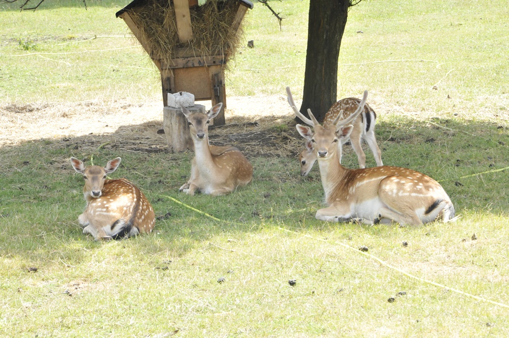 Niezwykli mieszkańcy Czarnego Lasu - przy kościele zamieszkały daniele!