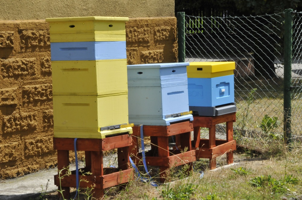 Niezwykli mieszkańcy Czarnego Lasu - przy kościele zamieszkały daniele!
