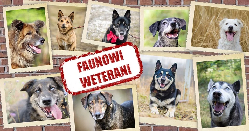 Niektóre psy w schronisku spędzają długie lata. Poznaj historie "Faunowych Weteranów"