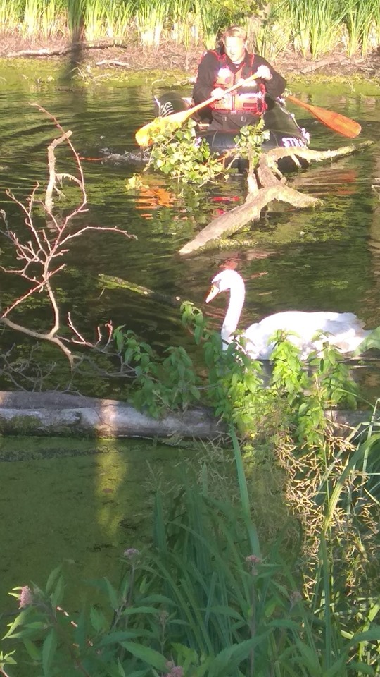 Akcja ratowania łabędzia zakończona sukcesem!