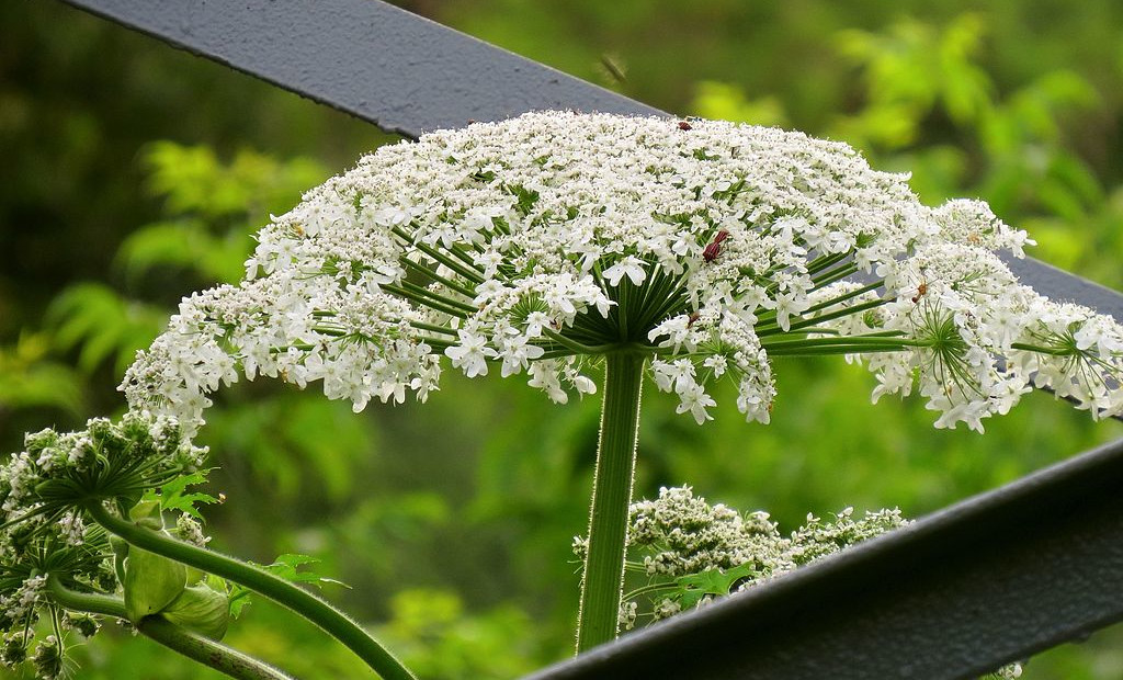 Barszcz Sosnowskiego w Mokrem. Jak chronić się przed niebezpieczną rośliną?