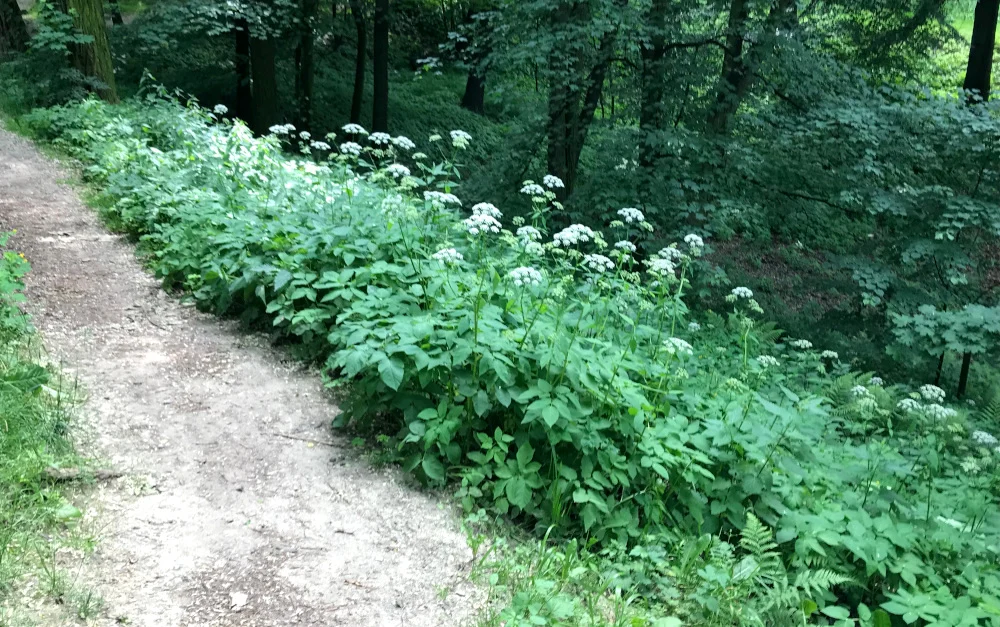park planty 13