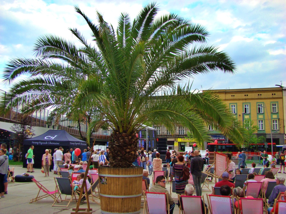 Palma zostaje na rynku w Chorzowie. Pojawią się także nowe