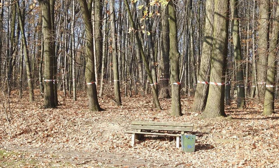 Ponad 1300 drzew zniknie z terenów po MTK. Jest decyzja chorzowskiego ratusza